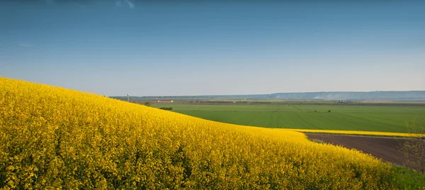 Colza di campo giallo — Foto Stock