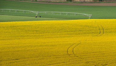 Kolza çiçekleri ile peyzaj