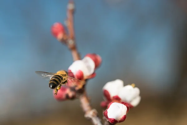 Bees flying — Stock Photo, Image