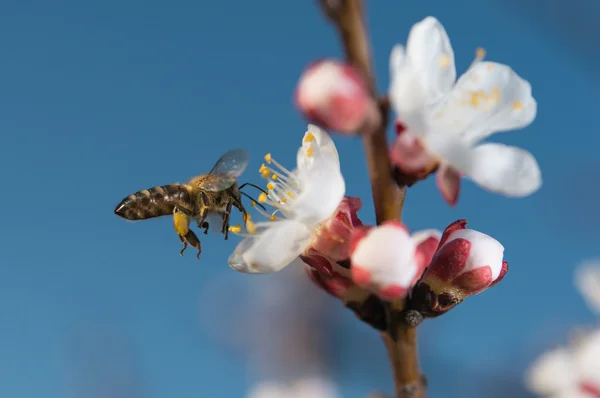 Bina flyger — Stockfoto