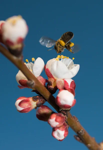 Bees flying — Stock Photo, Image