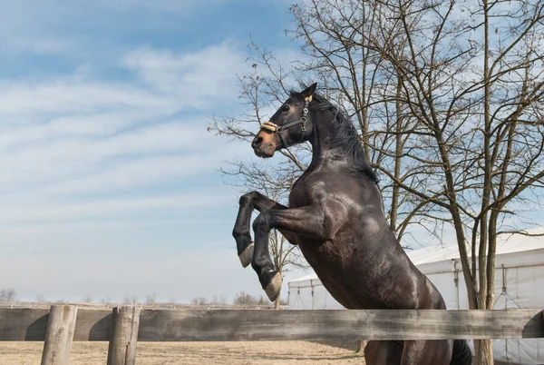 Kuda hitam muda — Stok Foto