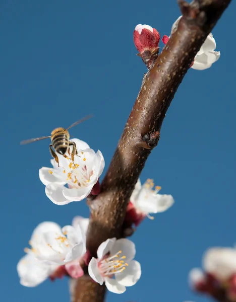 蜂が飛び回って — ストック写真