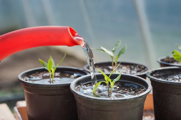 Innaffiatura del pomodoro piantina — Foto Stock