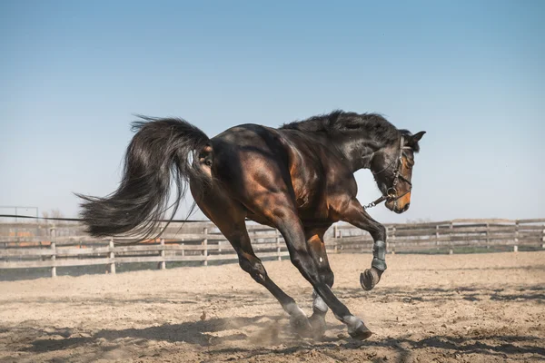Fajtiszta ló — Stock Fotó