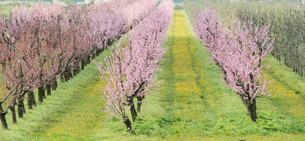 桃咲く果樹園 — ストック写真