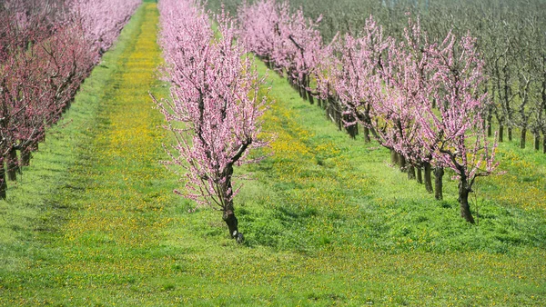 Verger de pêchers en fleurs — Photo