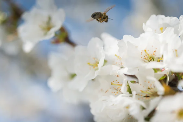 Abejas volando — Foto de Stock