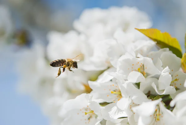 Bienen fliegen — Stockfoto