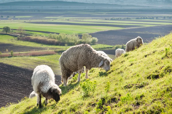 Ovejas en el prado — Foto de Stock
