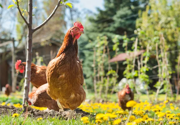 Gallinas — Foto de Stock