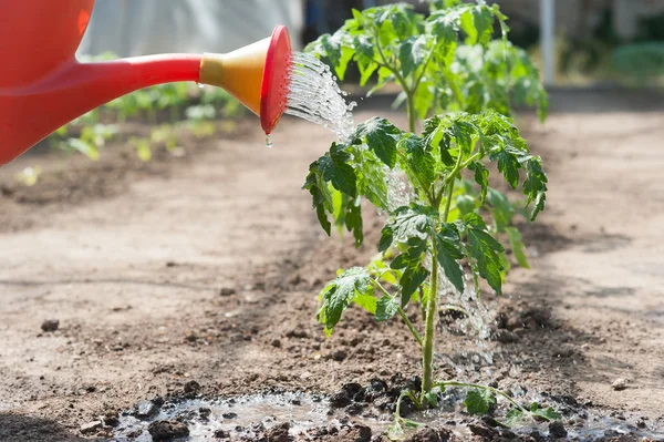 Innaffiatura del pomodoro piantina — Foto Stock