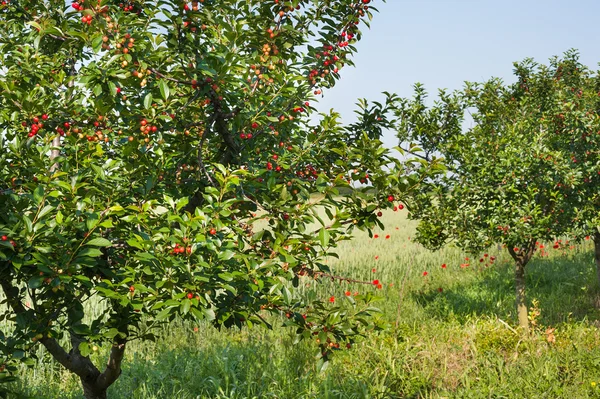 Cerezas en el árbol del huerto —  Fotos de Stock