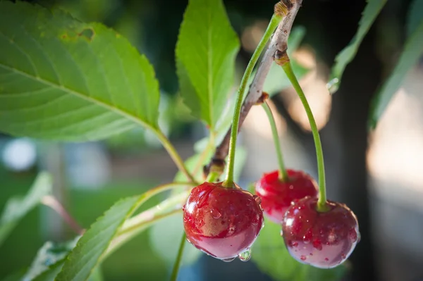 Cerezas agrias — Foto de Stock