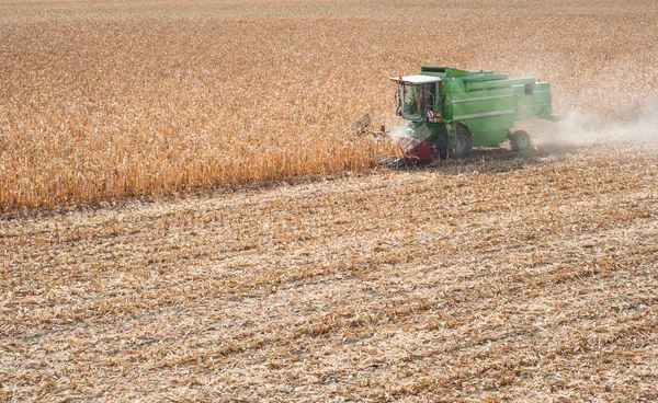 Harvesting corn Royalty Free Stock Images