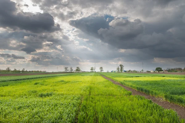 Gebied van jonge tarwe — Stockfoto