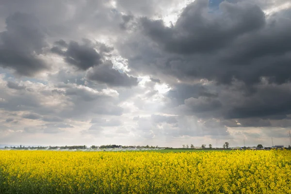 Field of oilseed rape — Stock Photo, Image