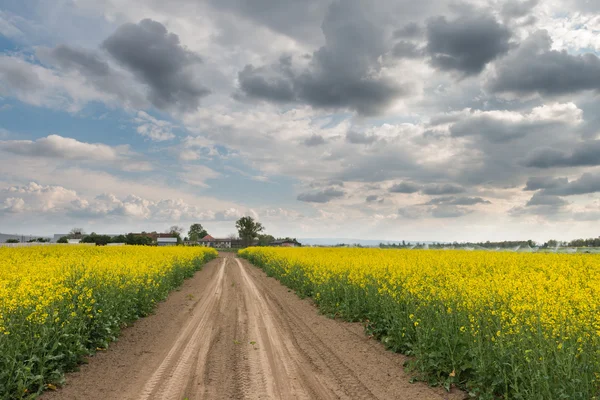 Campo de colza oleaginosa — Foto de Stock