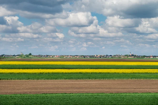 Field of oilseed rape — Stock Photo, Image