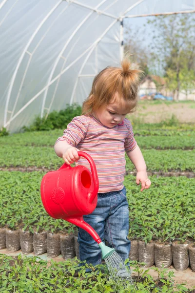 Little girl watering — Stock Photo, Image