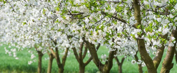 Bloeiende boomgaard — Stockfoto