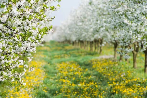 Orchard in spring — Stock Photo, Image