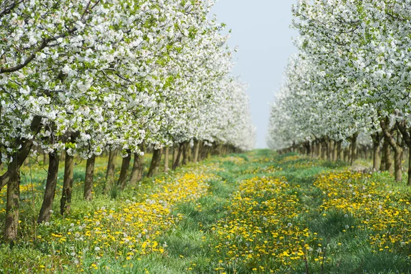 Orchard in spring — Stock Photo, Image