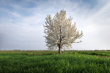  Yeni gelişen ağaç bahar