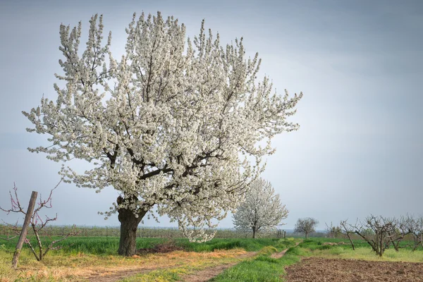 Blossoming tree in spring — Stock Photo, Image