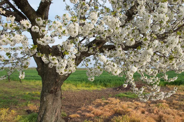 Árbol floreciente en primavera — Foto de Stock