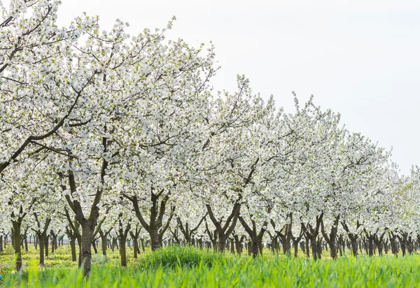 Verger de cerisiers en fleurs — Photo