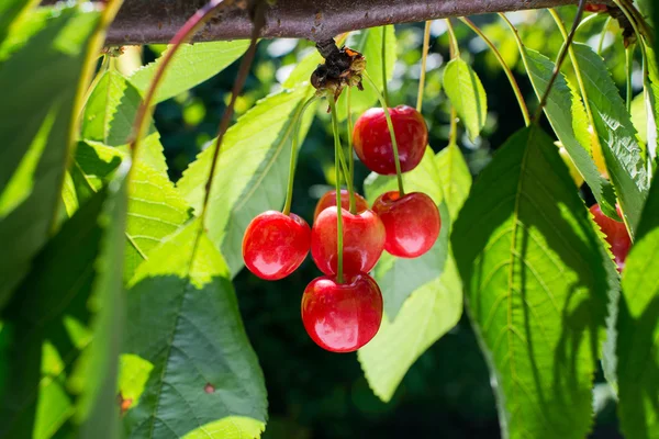 Cherries on the branch — Stock Photo, Image