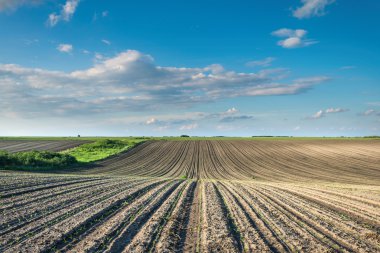  Gün batımında mısır tarlası