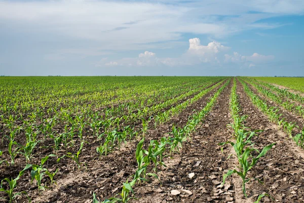 Campo de maíz joven — Foto de Stock