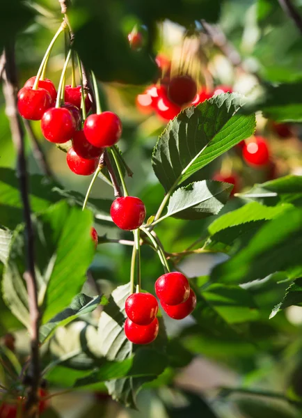 Cerezas en la rama — Foto de Stock