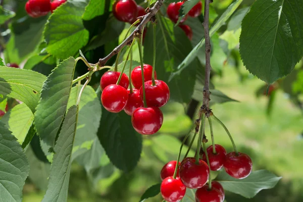 Cerezas en la rama — Foto de Stock