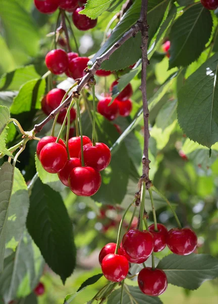 Cerezas en la rama — Foto de Stock