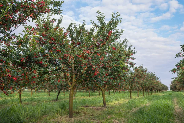 Cseresznye fa orchard — Stock Fotó