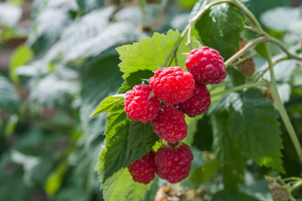 Raspberries growing — Stock Photo, Image