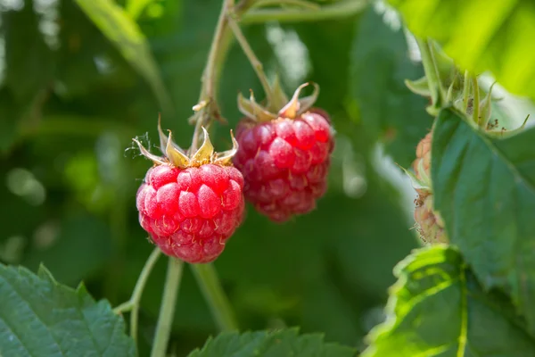 Raspberries growing — Stock Photo, Image