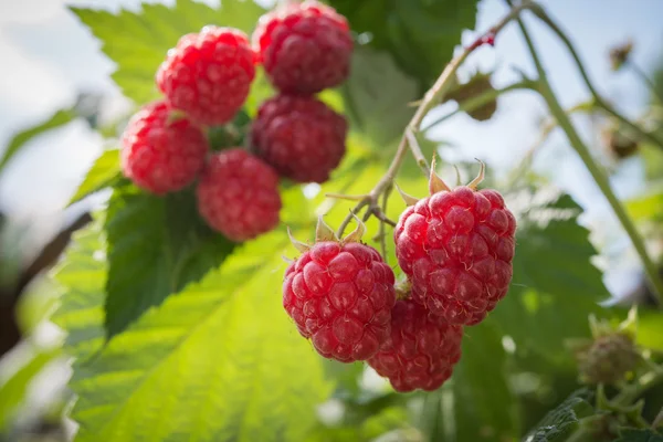 Raspberries growing — Stock Photo, Image