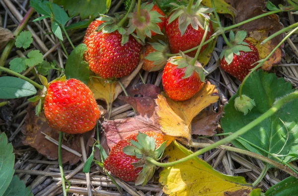 Erdbeeren wachsen — Stockfoto
