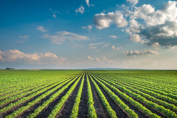 Soya tarlası — Stok fotoğraf