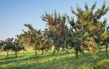  kiraz meyve ağacı üzerinde