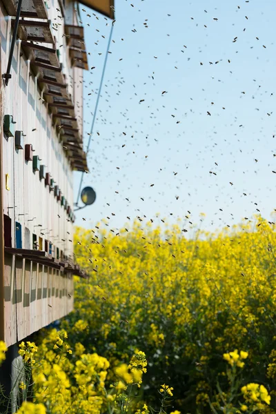 油糧種子強姦フィールドでハチの巣 — ストック写真