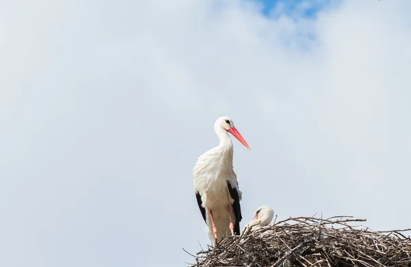 Two storks — Stock Photo, Image