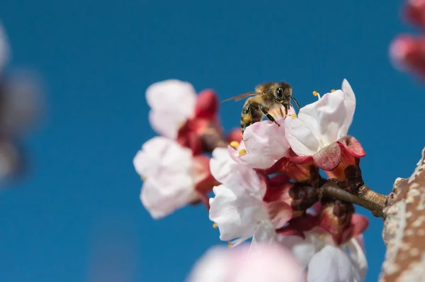 Bees flying — Stock Photo, Image