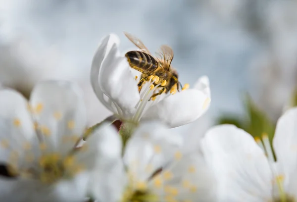 Пчелы на белом цветке — стоковое фото