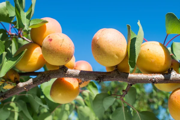 Ripe apricots — Stock Photo, Image