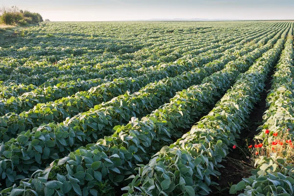 Campo de soja — Foto de Stock